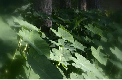 Elephant-Ears-Soft-Focus