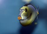 Dory-Aquarium-Fish