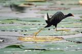 Galinule-Running-Over-Pads