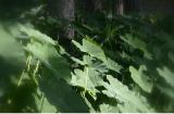 Elephant-Ears-Soft-Focus