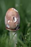 Mushroom-storybook