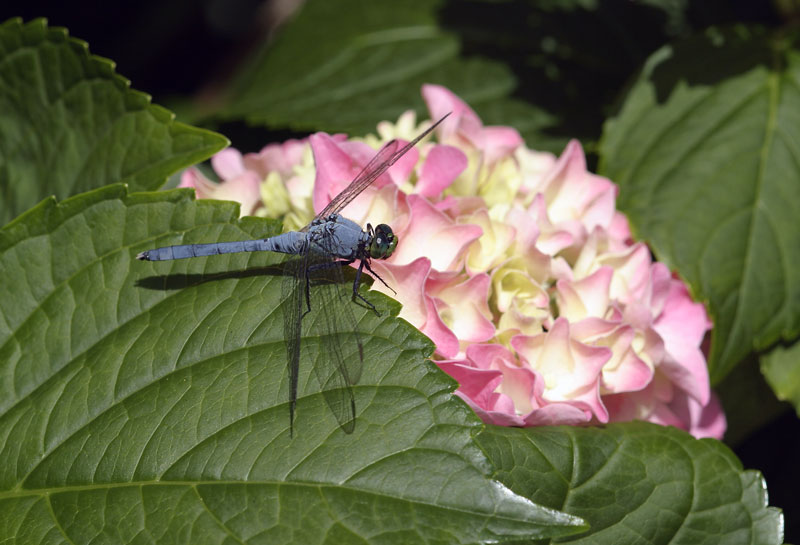 Dragonfly-on-Hydrangia