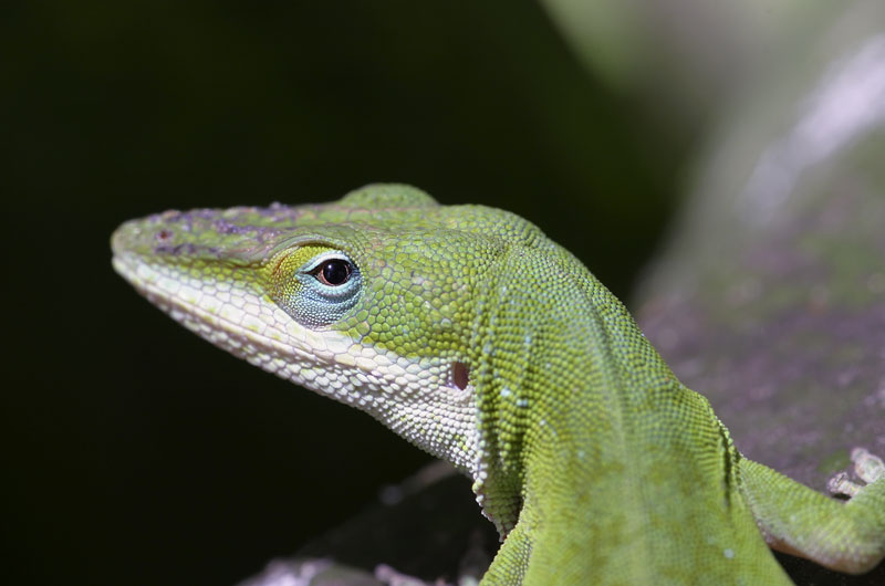 Green-Lizard Who Me?