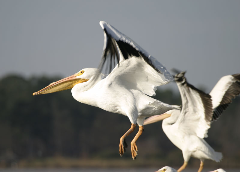 White-Pelican-Take-Off