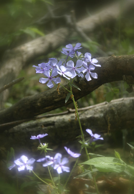 Phlox-