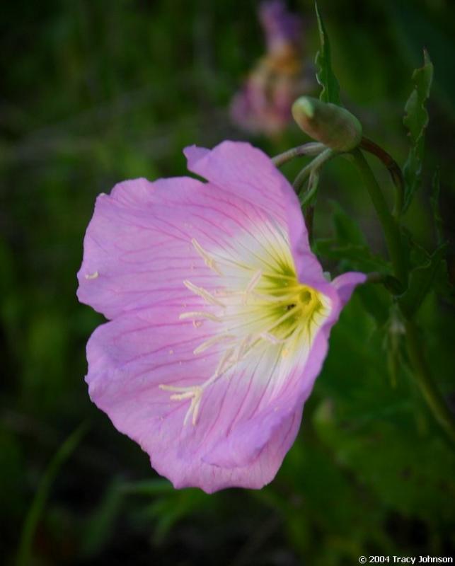 Showy Primrose