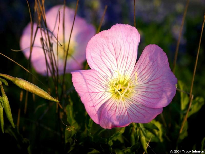 Showy Primrose