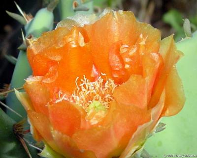 Prickly Pear Cactus in Bloom