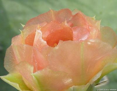 Prickly Pear Cactus Flower