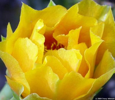 Prickly Pear Cactus Flower