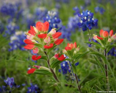 Indian Paintbrush with Bluebonnets