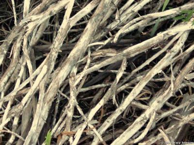 Branches