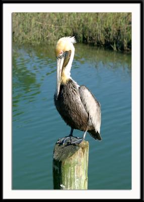 A pelican perched atop a dock post in Murrells Inlet, South Carolina.