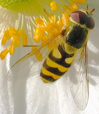 Hoverfly anenome 2 [the beauty of insects]