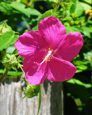 Texas Rock Rose (Pavonia lasiopetala)