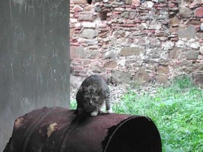 u43/trescott/medium/33506432.KittyKitty.jpg