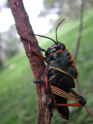 Grass Hopper Built Like A Tank