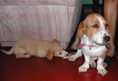 Ruffy Love's Puppy's Tail