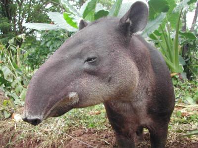 Huge Danta Nose