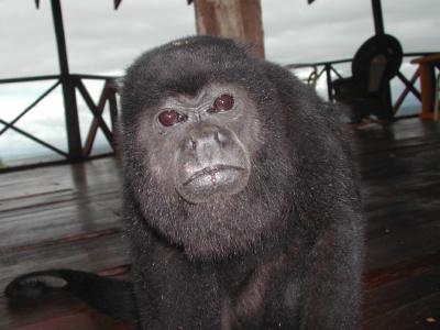 Inquisitive Howler Monkey