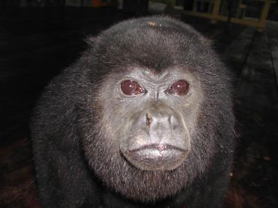 Howler Monkey