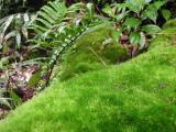 Vibrant Green Moss