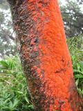 Intensely Orange Fungus