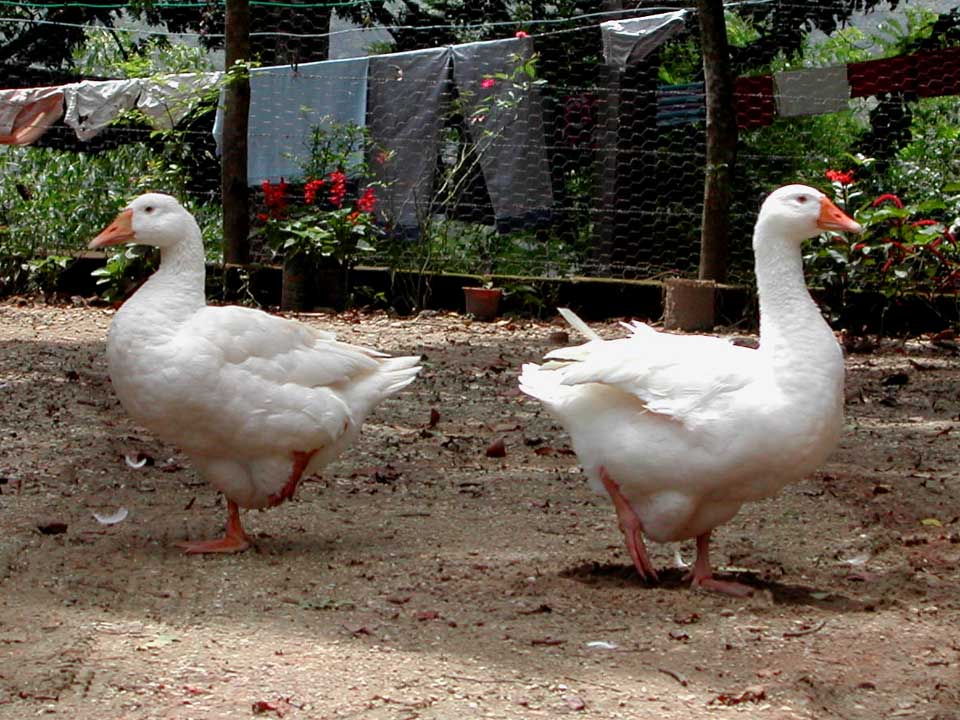 Goose Synchrony