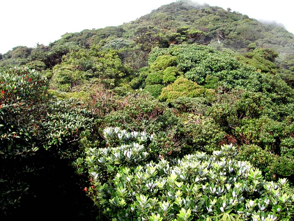 Volcano Cacao