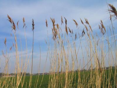 waving reeds.jpg