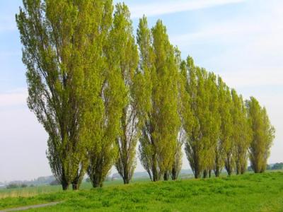 spring poplars.jpg