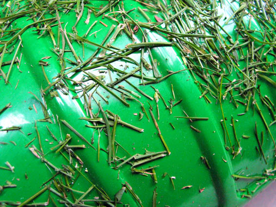 green on green.jpg