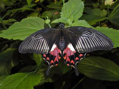 Papilio rumanzovia  (Scarlet Mormon - female)