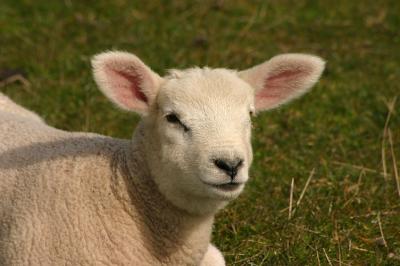 sheep, Lindisfarne