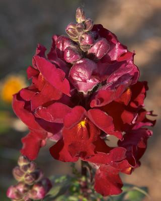 Snap Dragon