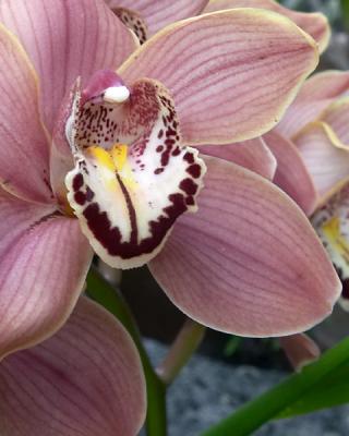 Mauve Orchid