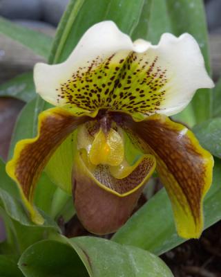 Orchid