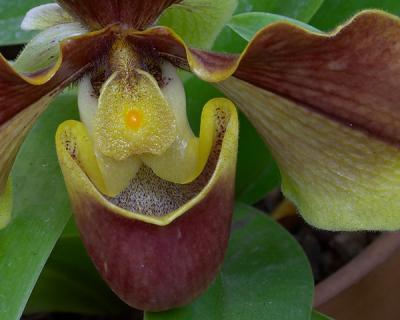 Orchid Eye