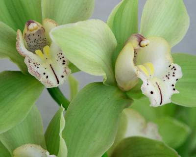 Orchid Pair