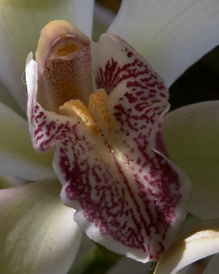 Purple Orchid II