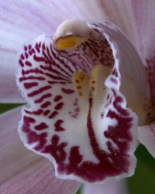 Purple Pulpit