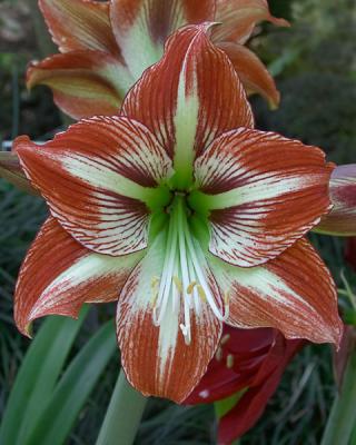 Amaryllis II