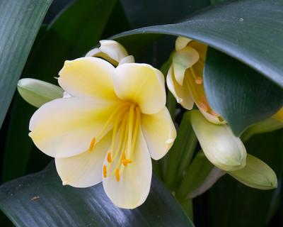 Soft Yellow
