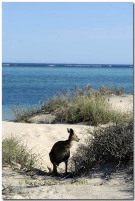Beach Kangaroo Ningaloo Reef West Australia