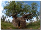 Boab Tree prison