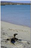Osprey Bay Ningaloo