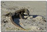 Osprey Bay Ningaloo