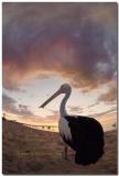 Monkey Mia Resort Pelican at Sunset