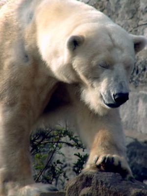 Edinburgh Zoo - March 2004