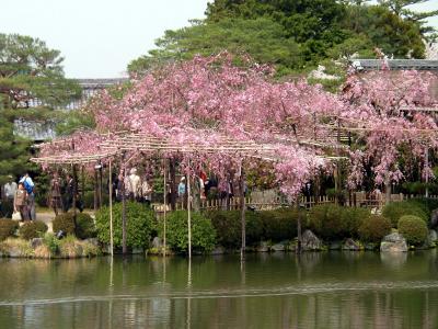 Masses of cherry blossoms